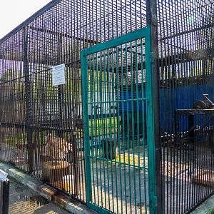 Enclosure of turkeys