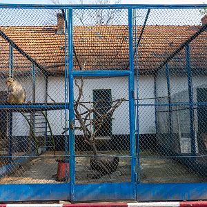 Enclosure of Rhesus macaque