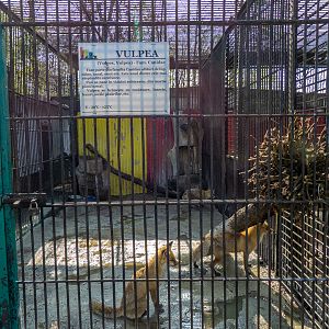 Enclosure of red fox