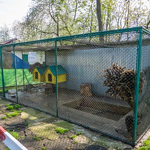 Enclosure of raccoon