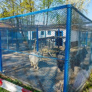 Enclosure of goats (males)
