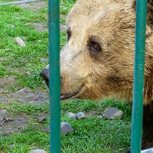 Brwon bear (Ursus arctos)