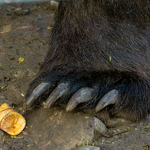 Brwon bear (Ursus arctos)