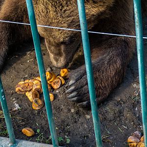 Brwon bear (Ursus arctos)