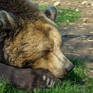 Brwon bear (Ursus arctos)