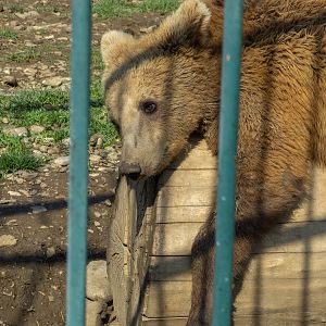 Brwon bear (Ursus arctos)