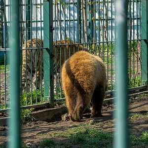Brwon bear (Ursus arctos) and Tiger (Panthera tigris)