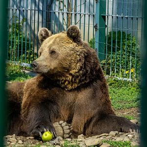 Brwon bear (Ursus arctos)