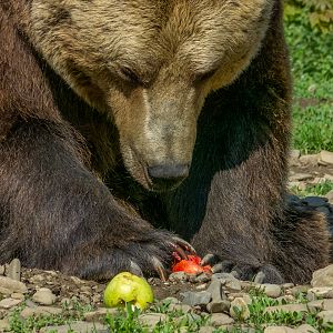 Brwon bear (Ursus arctos)
