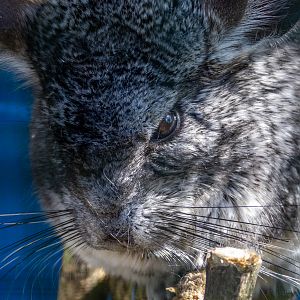 Longtailed-Chinchilla (Chinchilla lanigera)