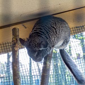 Longtailed-Chinchilla (Chinchilla lanigera)