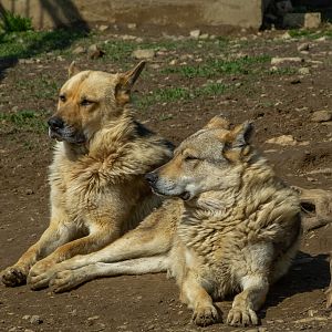 Dog and hybrid (wolf x dog)