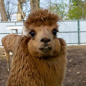 Llama (Lama glama)
