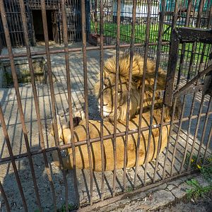 "Ukrainian" Lion (Panthera leo)