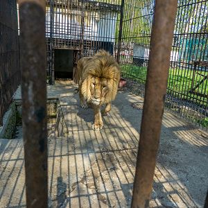 "Ukrainian" Lion (Panthera leo)
