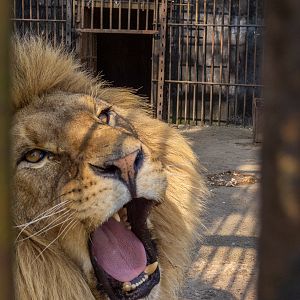 "Ukrainian" Lion (Panthera leo)