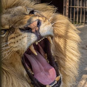 "Ukrainian" Lion (Panthera leo)