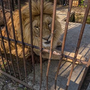 "Ukrainian" Lion (Panthera leo)