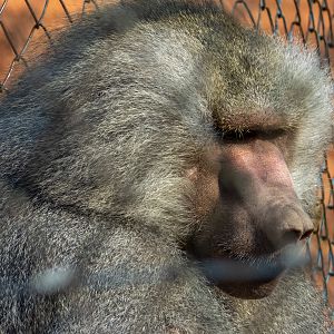 Hamadryas baboon (Papio hamadryas