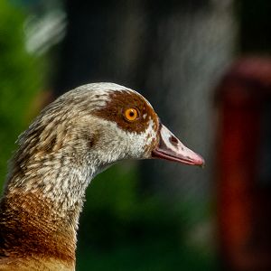 Egyptian goose (Alopochen aegyptiaca)