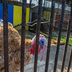 Turkey (Meleagris gallopavo)