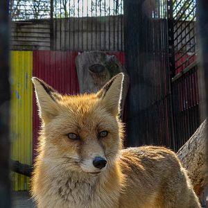 Red fox (Vulpes vulpes)