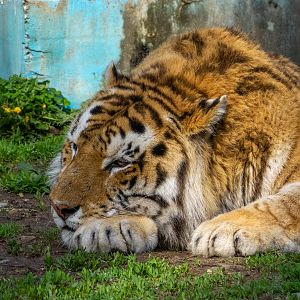 Tiger (Panthera tigris)