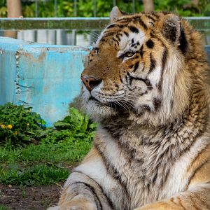 Tiger (Panthera tigris)