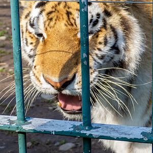 Tiger (Panthera tigris)