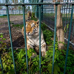 Tiger (Panthera tigris)