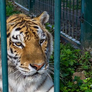 Tiger (Panthera tigris)
