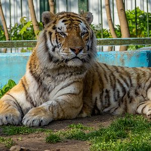 Tiger (Panthera tigris)