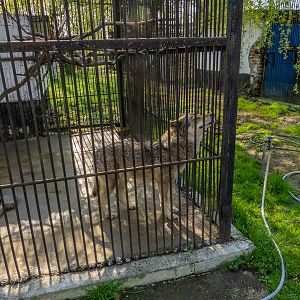 "Ukrainian" wolf (Canis lupus)