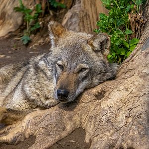 Wolf (Canis lupus)