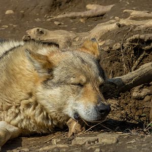 Hybrid ( dog x wolf)