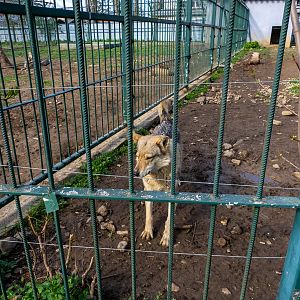 Hybrid ( dog x wolf)