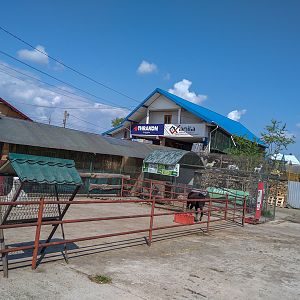 enclosure of llama and pony