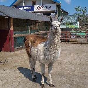 Llama (Lama glama)