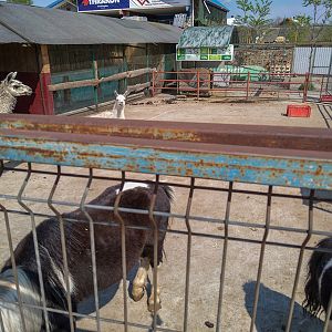 enclosure of llama and pony