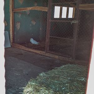 Snowy owl (Bubo scandiacus)