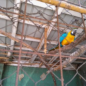 Blue-and-yellow macaw (Ara ararauna)