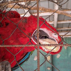 Red-and-Green Macaw (Ara chloroptera)