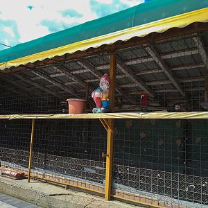Enclosure of macaws