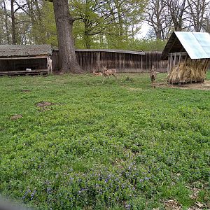 Enclosure of roe deer