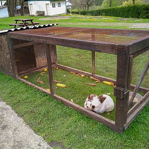 Enclosure of bunnies