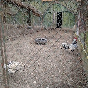Enclosure of chicken