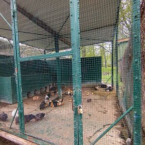Enclosure of guinea pigs