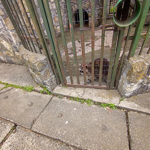 Enclosure of raccoon