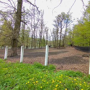 Enclosure of moufflon