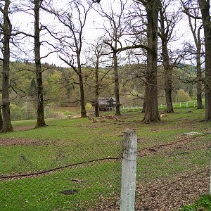 Enclosure of Carpathian red deer
